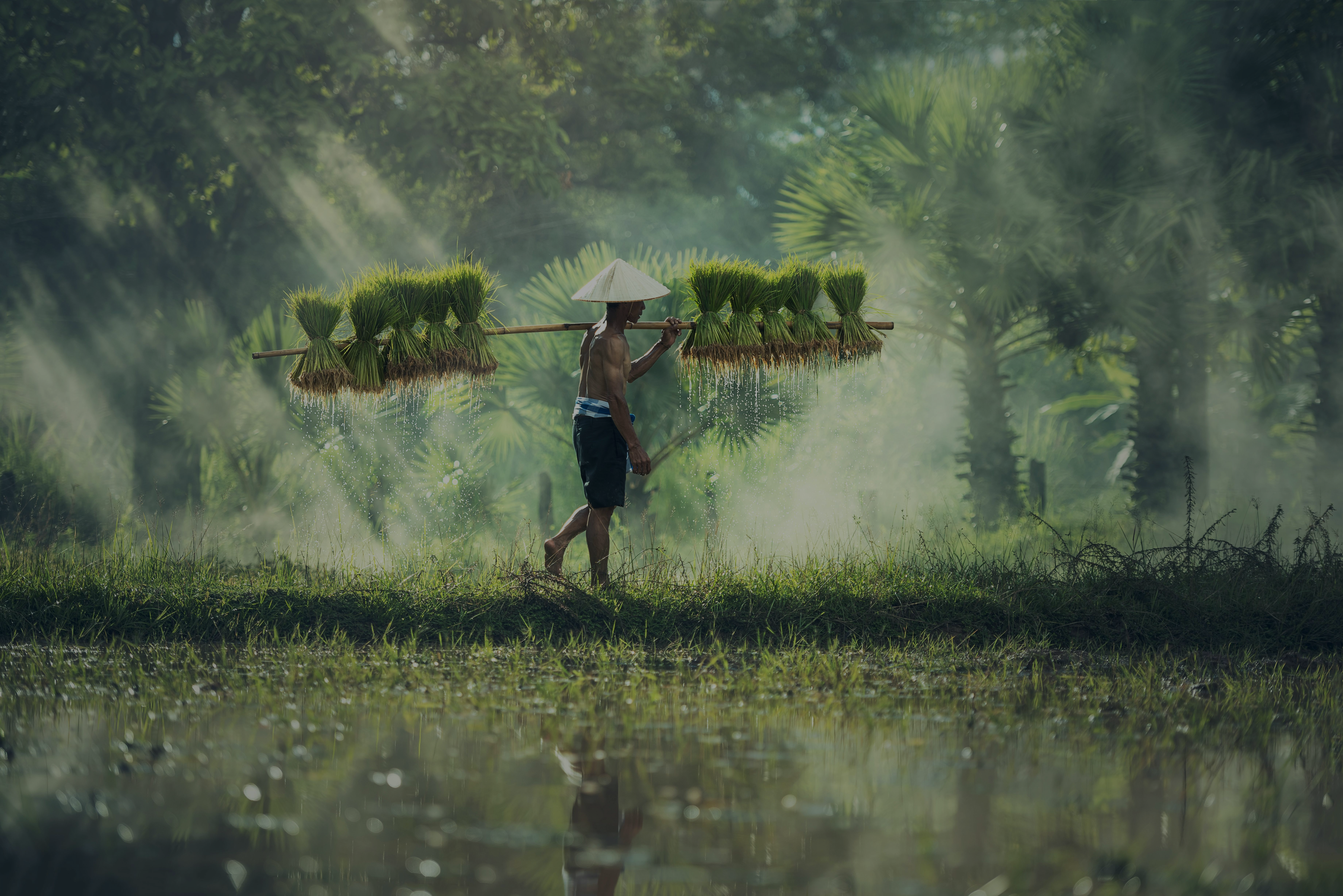 petani