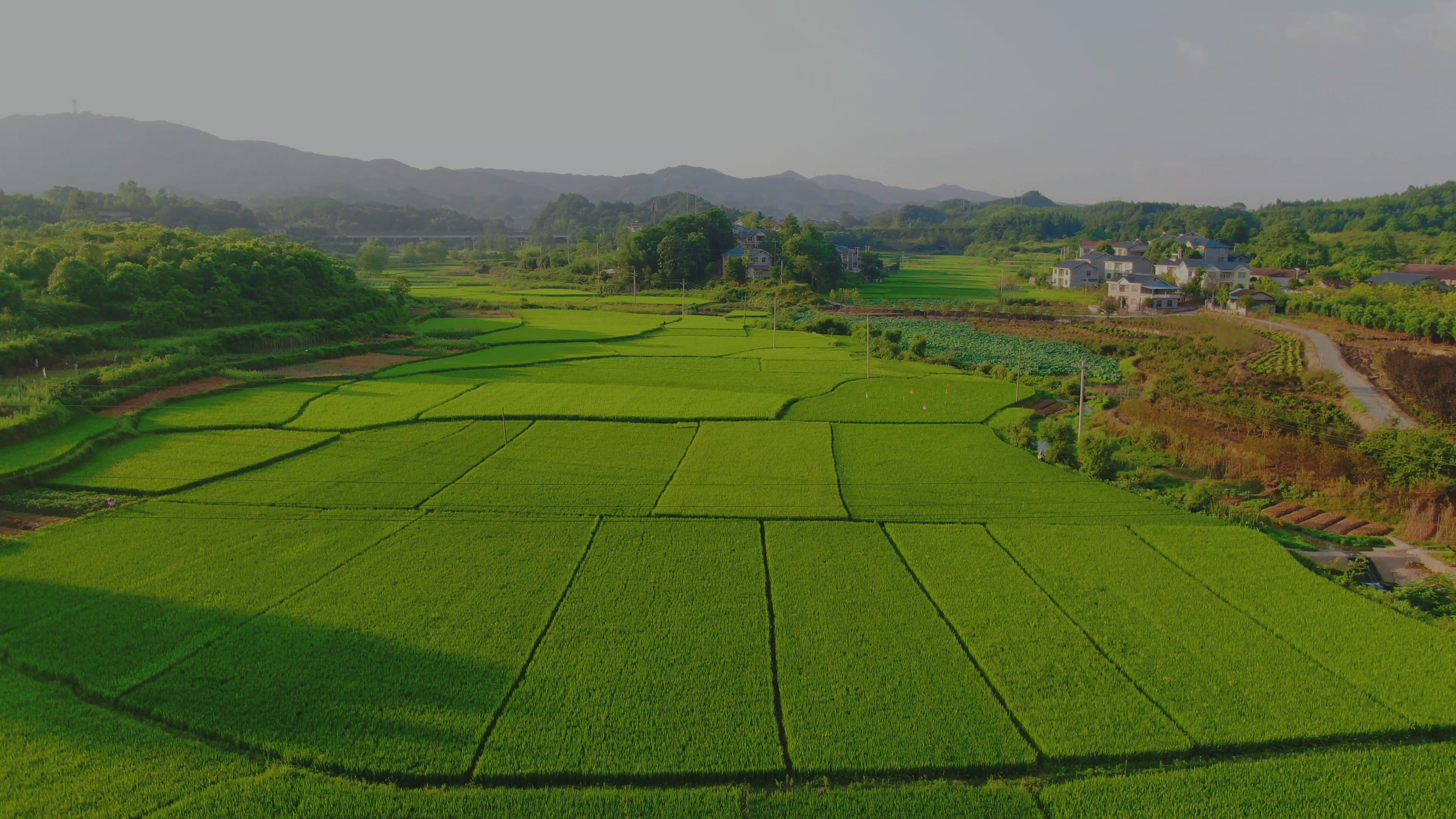 sawah